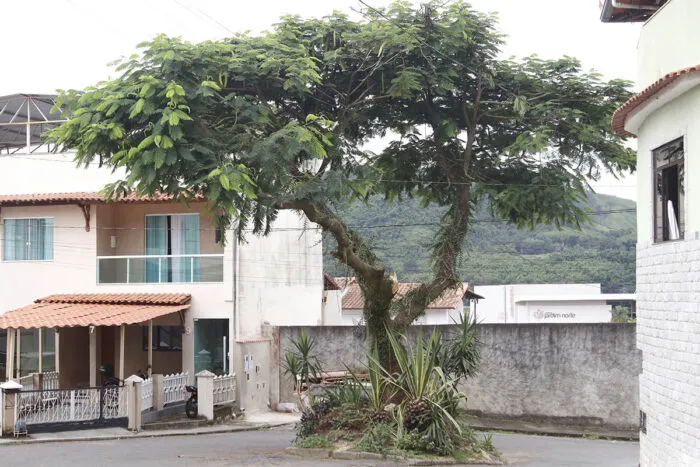 Árvores em Juiz de Fora: Bombeiros registram quase 350 ocorrências em 2024 2 ARVORES SANTA TEREZINHA FELIPE COURI 6