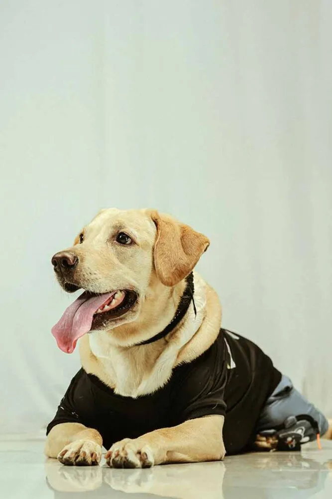 Veja 9 mudanças no comportamento do cachorro após a castração 1 Especial PET castracao cachorro Pexels