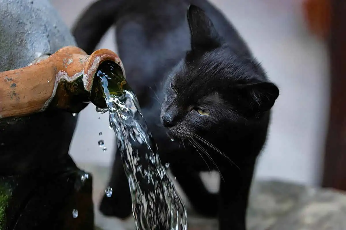 Veja maneiras de incentivar os gatos a beberem água 1 hidratação água gato