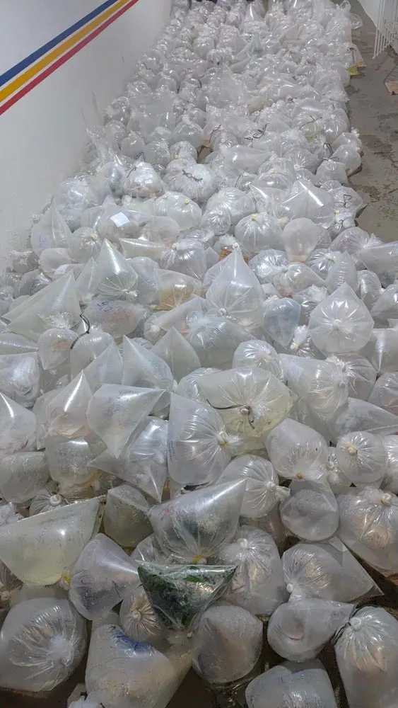 Mais de 6 mil peixes ornamentais avaliados em R$ 80 mil são apreendidos 1 Peixes ornamentais apreendidos foto pmma