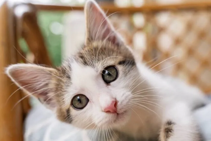 Confira 8 dicas para o gato envelhecer com mais saúde 1 especial PET Freepik