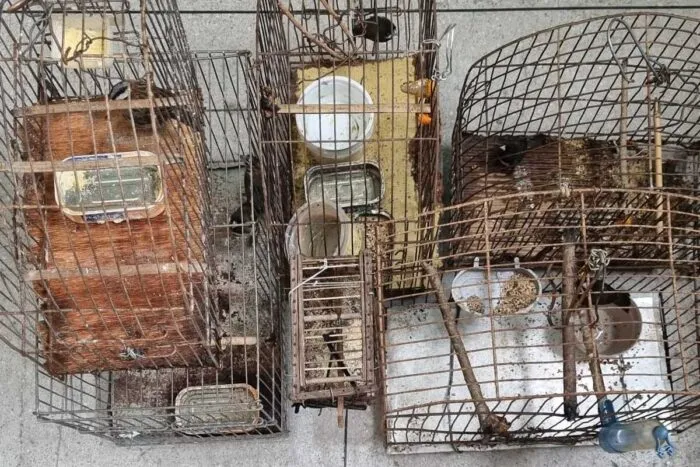 Homem é flagrado com 6 aves silvestres em cativeiro e recebe multa de R$ 15 mil 1 Homem e flagrado com passaros da fauna silvestre em cativeiro e e multado em mais R 15 mil em Santos Dumont