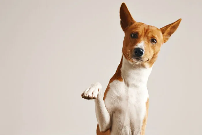O que seu pet está querendo te dizer? Conheça algumas maneiras com as quais os pets se expressam 1 freepik 3