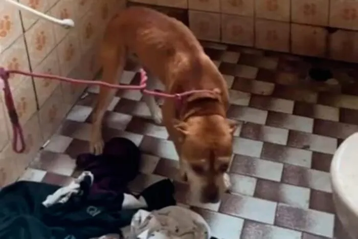 Pitbull é resgatado de maus-tratos em ponto de tráfico de drogas 1 pitbull maus tratos foto pmma
