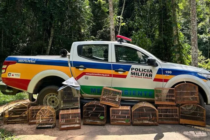 Autor é multado em mais de R$ 25 mil por manter 14 pássaros silvestres em cativeiro irregular 1 Autor e multado em R 25.71915 por manter passaros silvestres em cativeiro irregular