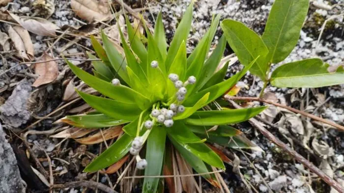 BIOSFERA-Kelly-Antunes-II