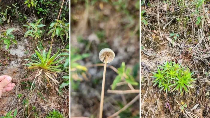 Serra do Pires, um dos últimos campos rupestres de Juiz de Fora, é foco de disputa entre mineradoras e ambientalistas 1 Serra dos Pires