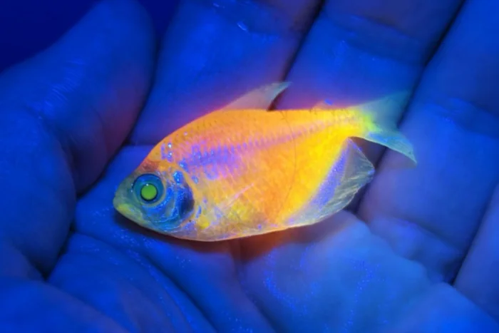 Geneticamente modificados: município da Zona da Mata é principal alvo de operação do Ibama que apreendeu 60 mil peixes fluorescentes 1 peixes apreendidos na Zona da Mata em operação do Ibama