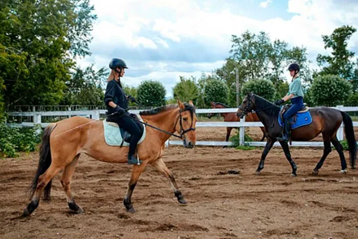 Hipismo Olímpico e outras atuações de cavalos nos esportes; com insights de Gonçalo Torrealba 1 imagem 1 credito pexels editada