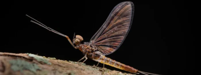Espécie de inseto é descoberta em parque estadual mineiro 1 inseto descoberto Parque Estadual da Serra do Brigadeiro foto IEF Divulgacao