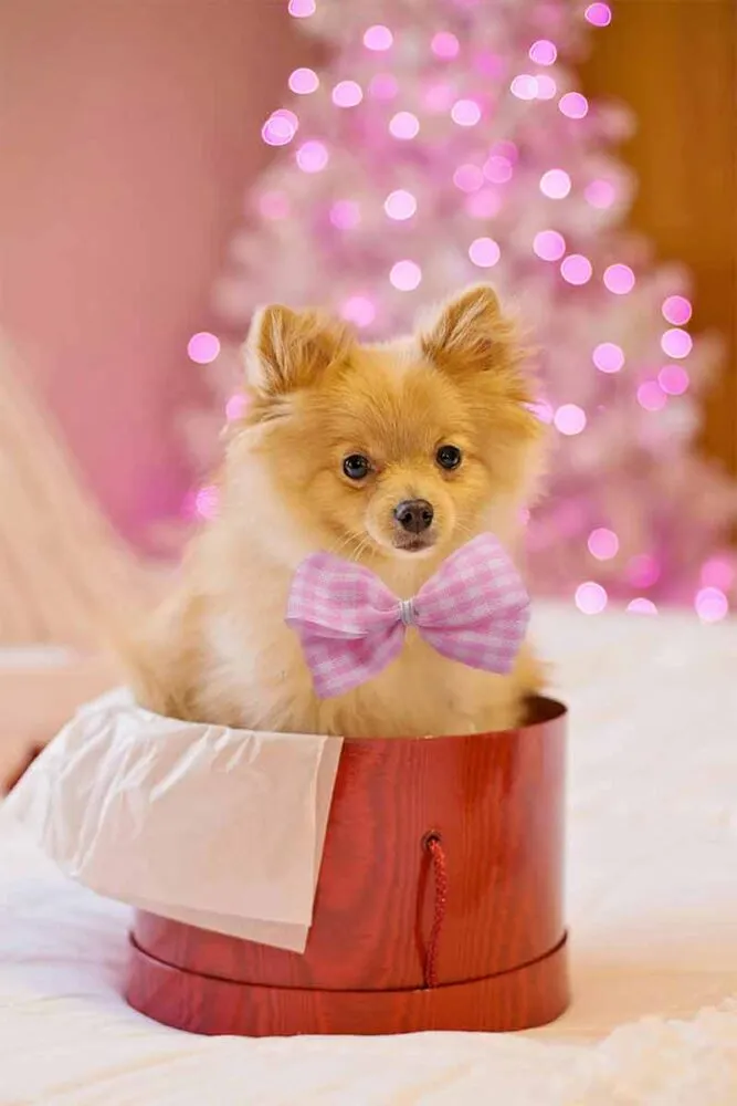 Humanização de pets: até que ponto é saudável? 1 Humanização de pets