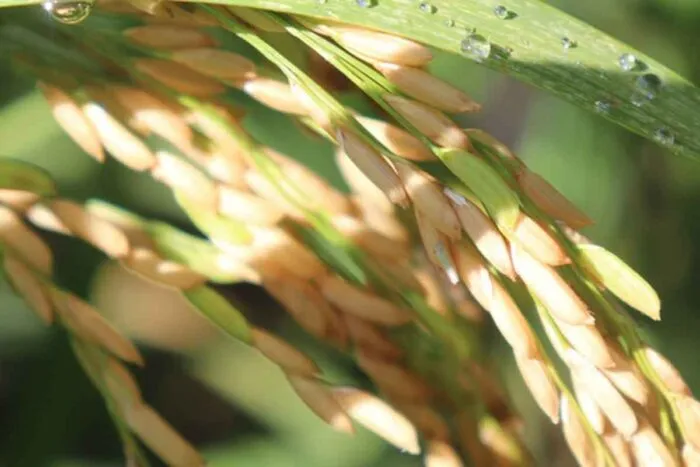 Lima Duarte, Olaria e Santana do Garambéu apresentam alto potencial para cultivo de arroz sequeiro 1 arroz sequeiro emater