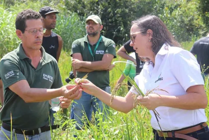 Lima Duarte, Olaria e Santana do Garambéu apresentam alto potencial para cultivo de arroz sequeiro 2 arroz sequeiro emater e epamig