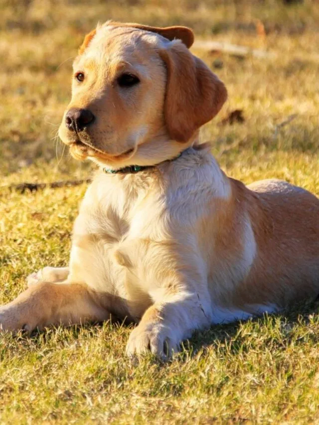 Veja 10 alimentos não recomendados para os pets