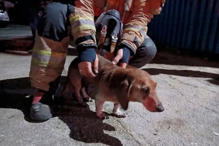 Bombeiros resgatam cachorro que ficou preso em casa durante incêndio na Serra do Bandeirantes 1 Casa pega fogo na Serra dos Bandeirantes e cão que estava no imóvel é resgatado pelos Bombeiros