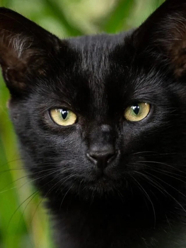 Gatos pretos dão azar?