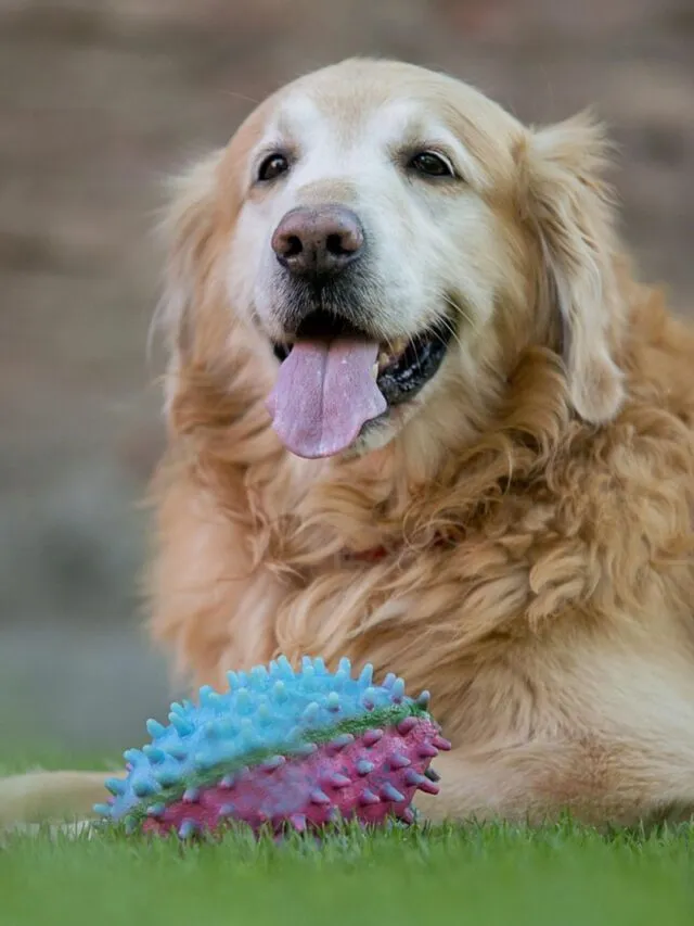 Conheça 7 raças de cães  ideais para quem tem gato
