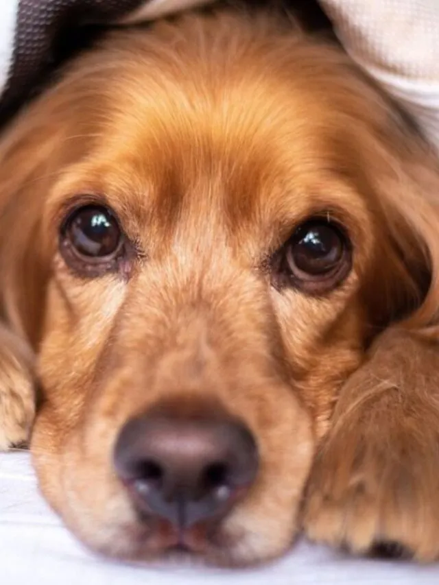 Doenças silenciosas em pets: saiba como identificar os sinais