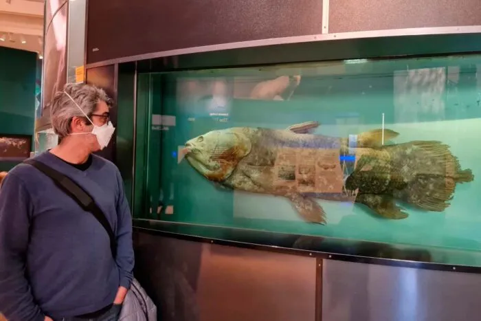 'Fóssil vivo': novo exame de peixe muda a compreensão da evolução craniana dos vertebrados 1 'Fóssil vivo': novo exame de peixe muda a compreensão da evolução craniana dos vertebrados