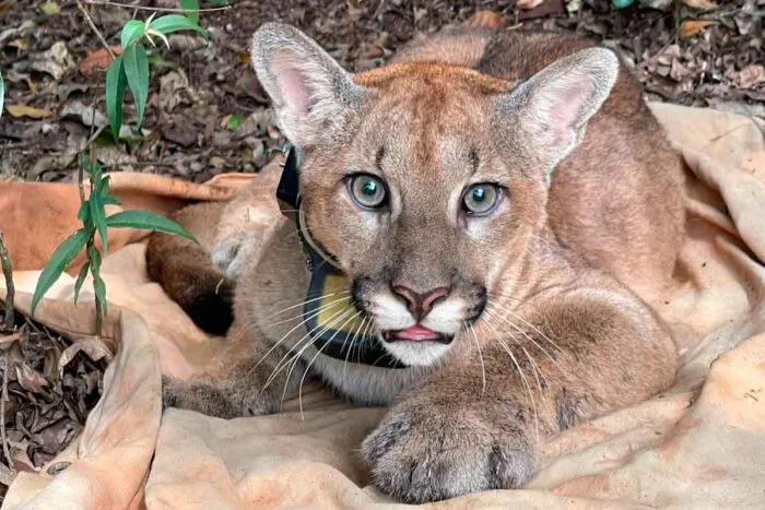 Onça-parda é encontrada em área de preservação ambiental de parque mineiro 1 onca parda parque estadual serra do rola moca foto ief divulgacao