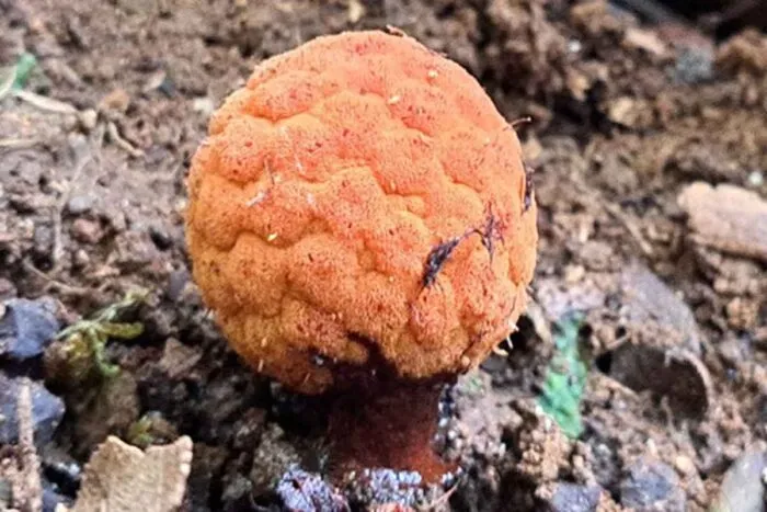 Planta parasita rara é encontrada em fazenda mineira 1 planta