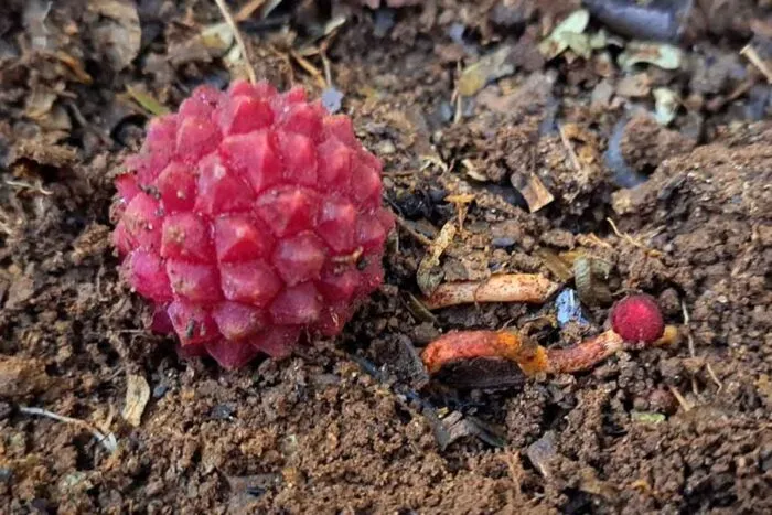 Planta parasita rara é encontrada em fazenda mineira 2 planta