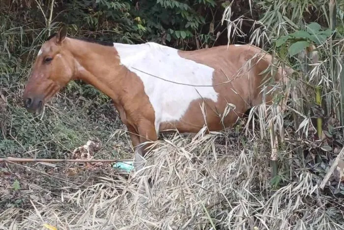 Cavalos soltos em ruas de Juiz de Fora preocupam moradores 1 cavalos soltos via pública juiz de fora