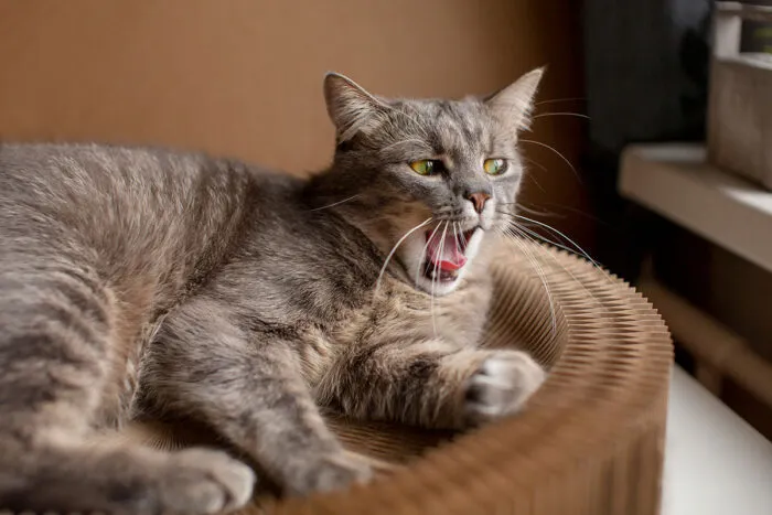 7 dicas para o animal se adaptar com mudanças na rotina