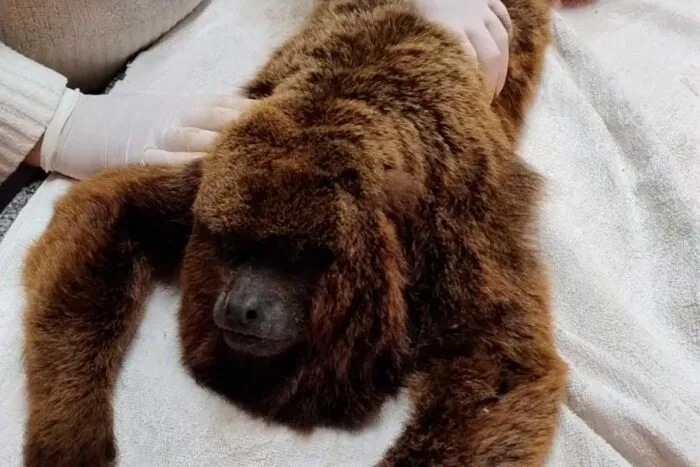 macaco resgatado foto bombeiros 1