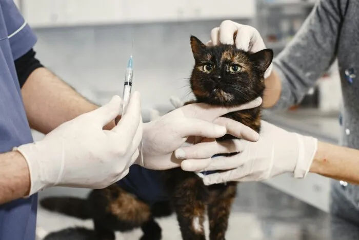 Confira 8 dicas para prevenir que o seu animal fique doente 9 pexels gustavo fring 6816869