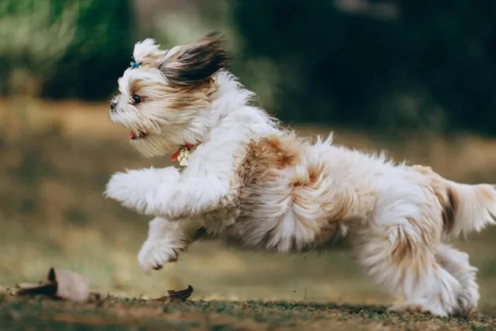 Confira 8 dicas para prevenir que o seu animal fique doente 15 pexels helenalopes 3215610