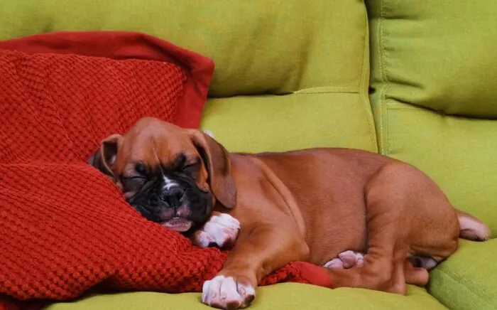 Confira 8 dicas para prevenir que o seu animal fique doente 12 pexels ricardo berganza 2155234797 33616374
