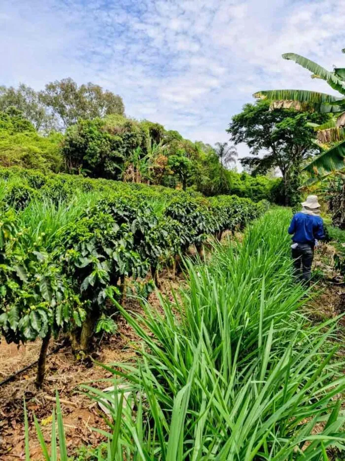 Fazenda mineira promove projeto de capacitação em agricultura regenerativa para a produção de café 4 fazenda