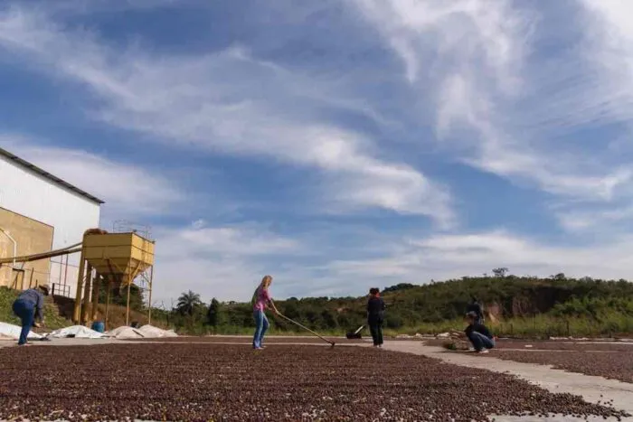 Fazenda mineira promove projeto de capacitação em agricultura regenerativa para a produção de café 3 fazenda