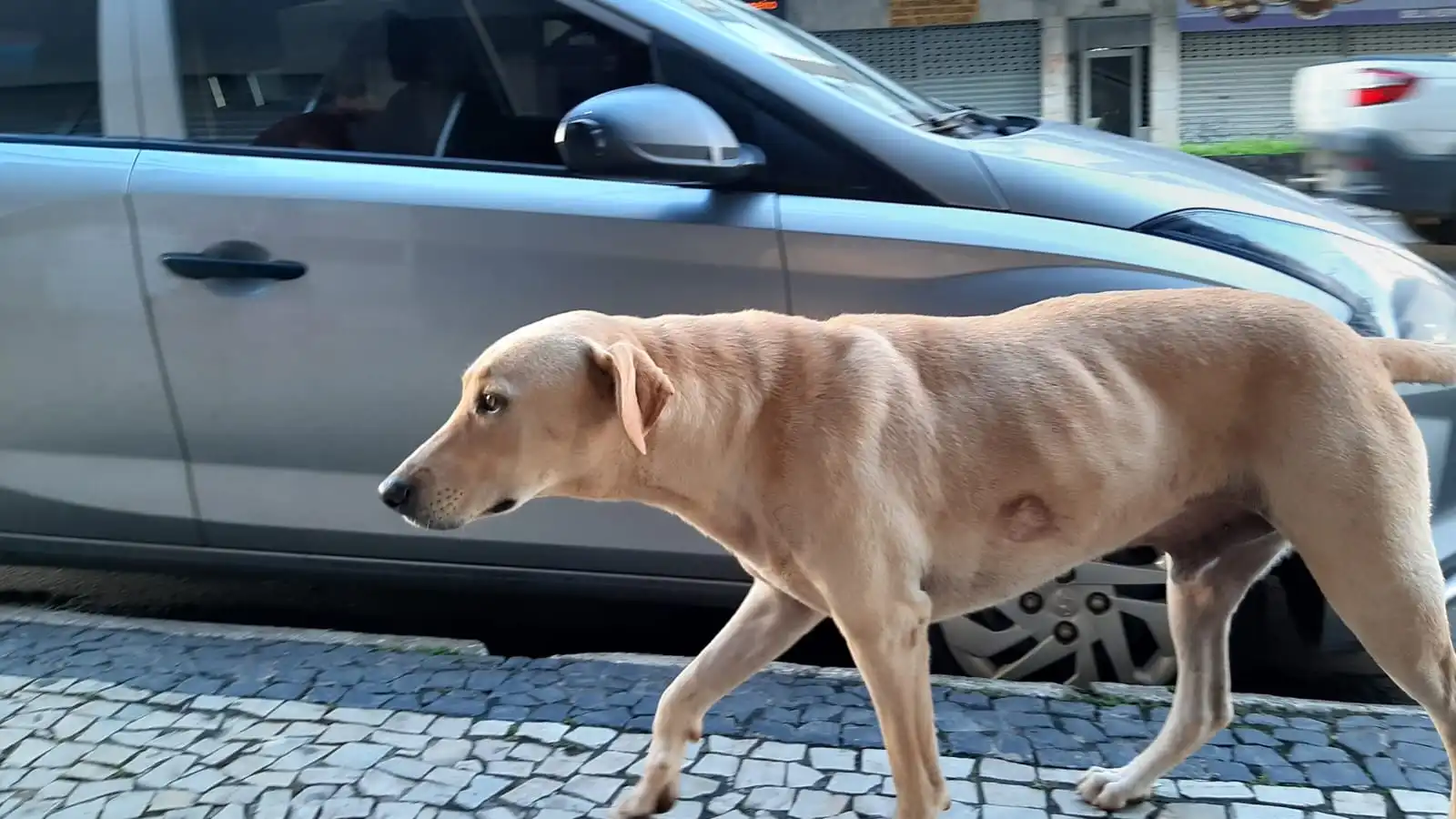 Câmara analisa inclusão de animais em programa de retorno de pessoas em situação de rua para cidade de origem