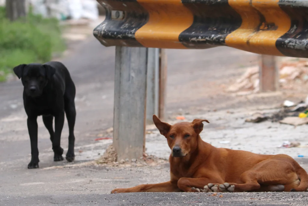 Câmara analisa inclusão de animais em programa de retorno de pessoas em situação de rua para cidade de origem