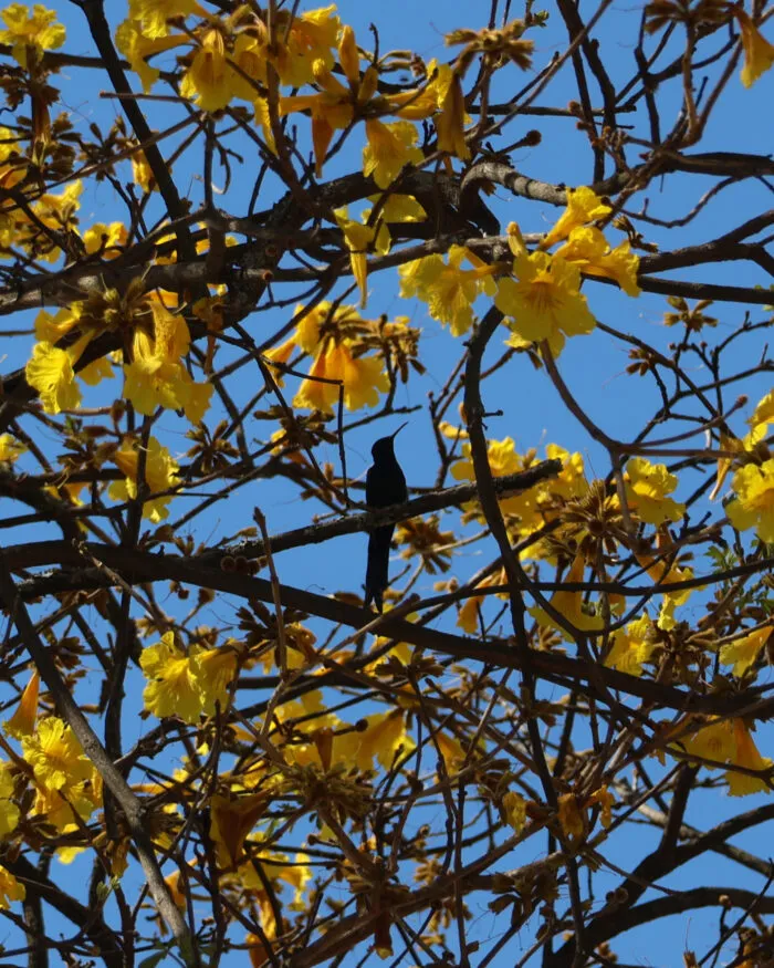 Temporada dos ipês colore as ruas de Juiz de Fora; saiba mais sobre essas espécies 5 IPE AMARELO FOTO LEONARDO COSTA 15