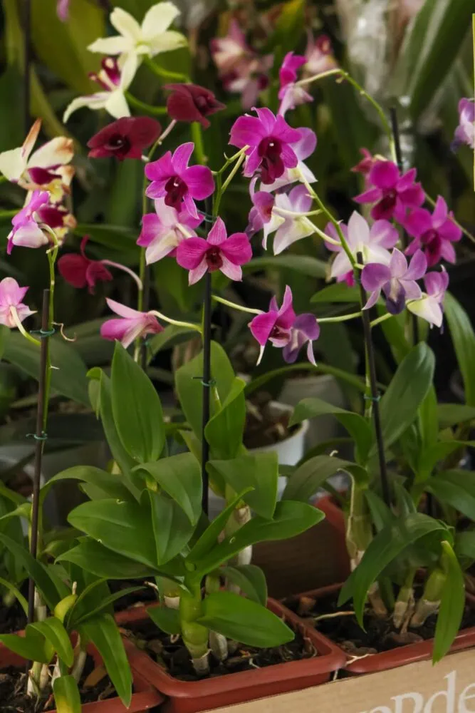 Com 150 espécies de flores, Feira de Holambra começa nesta quinta em Juiz de Fora 5 WhatsApp Image 2025 09 01 at 18.23.27
