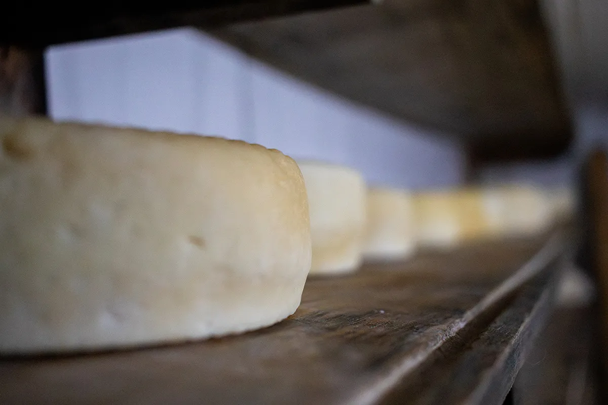 Queijos-Canastra-QUEIJOS-DA-NERIA---Pedro-Moyses-3 Queijos-Canastra-QUEIJOS-DA-NERIA---Pedro-Moyses-3