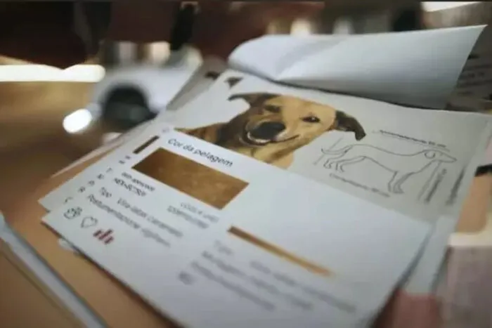 'Caramelo Edition': montadora cria edição única de SUV em ação com a Netflix e arrecada recursos para proteção animal 4 caramelo