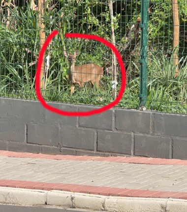 Cervo 181125 CR com corte e destaque