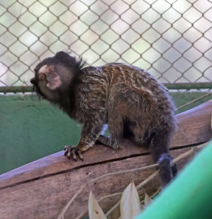 cetas juiz de fora tribuna de minas