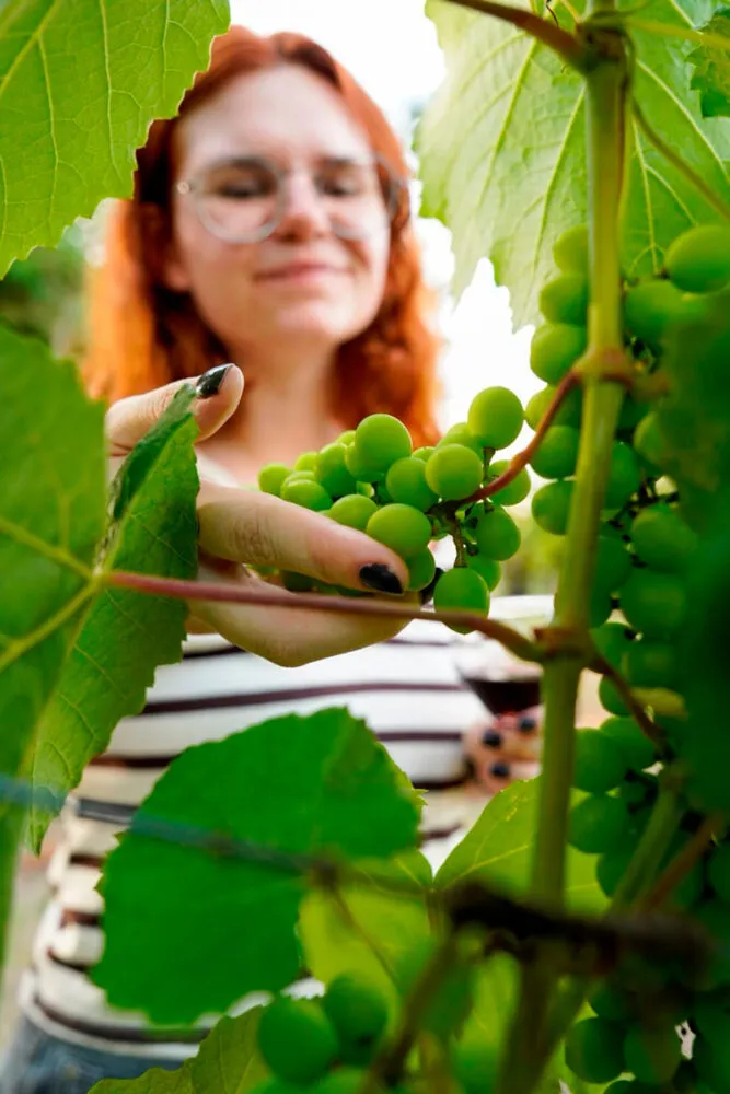 Andrelândia investe em ‘turismo de experiência’ com história mineira e produção artesanal 7 Andrelândia