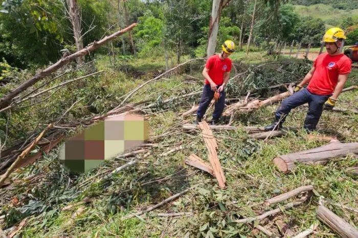 Homem corta eucalipto e é morto atingido por tronco de 30 metros 2 Homem corta eucalipto e é morto por tronco de 30 metros