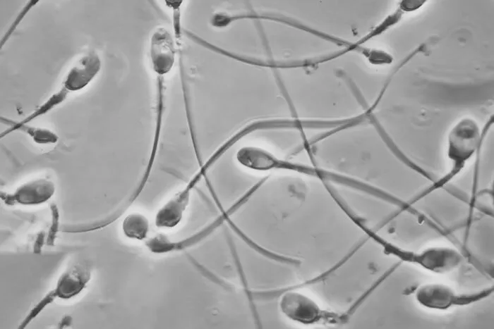 Pesquisa mapeia vírus no sêmen capazes de transmitir doenças