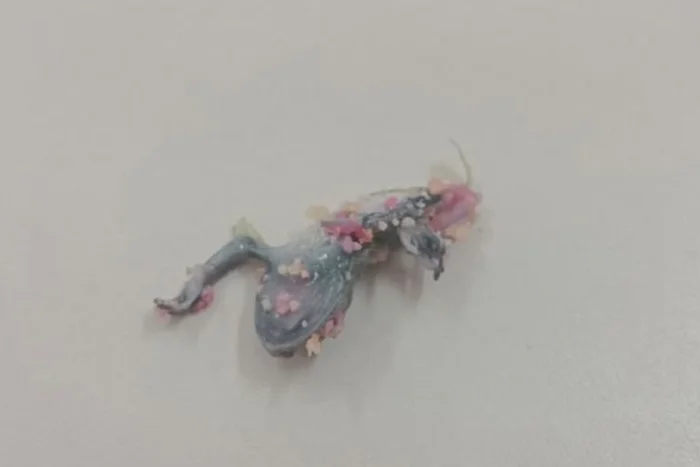 Animal semelhante a uma lagartixa é encontrado em refeição servida no IF Sudeste de Juiz de Fora 2 animal semelhante a uma lagartixa