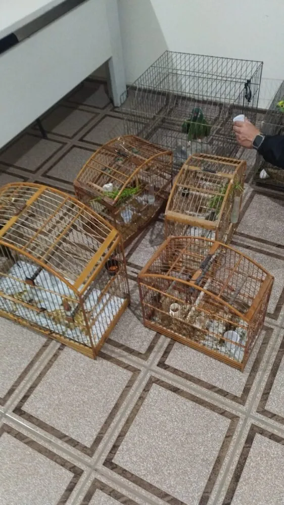 Pássaros silvestres sem anilha de identificação são apreendidos pela Polícia Militar 2 pássaros silvestres