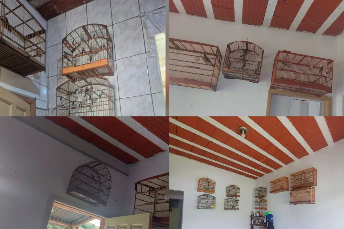 passaros-silvestres-zona-norte-pmmg.jpg2 passaros-silvestres-zona-norte-pmmg.jpg2