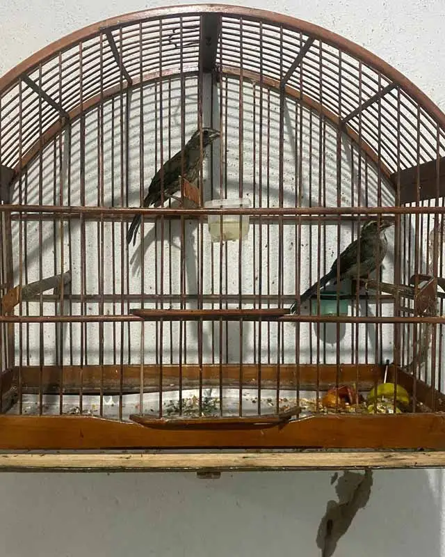 Foragido é preso por tráfico após denúncia, e PM encontra aves silvestres em cativeiro irregular