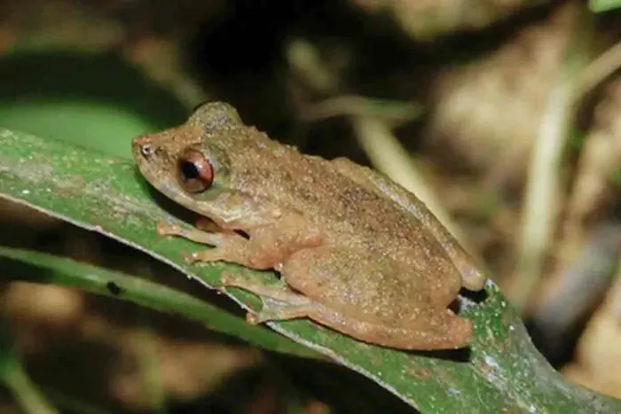 Cientistas descobrem nova espécie de perereca no Cerrado mineiro 2 perereca